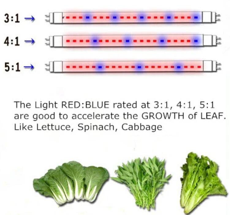 Plant Growth RED:BLUE /660nm:460nm LED Grow Light SMD5050 60LEDs 12V 14.4W Per Meter Strip