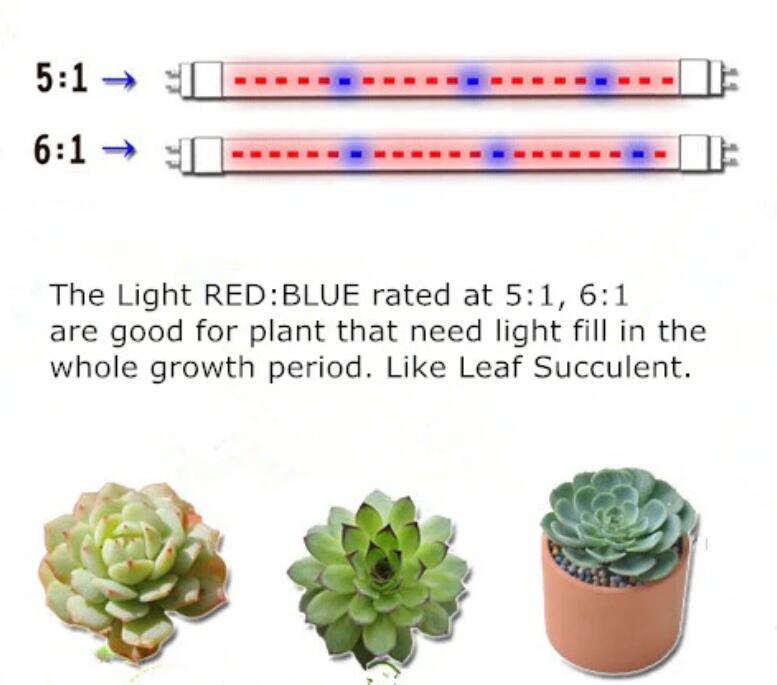 Plant Growth RED:BLUE /660nm:460nm LED Grow Light SMD5050 60LEDs 12V 14.4W Per Meter Strip