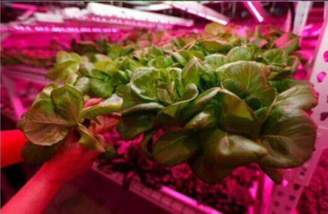 Plant Growth RED:BLUE /660nm:460nm LED Grow Light SMD5050 120LEDs 12V 28.8W Per Meter 15mm Width Strip