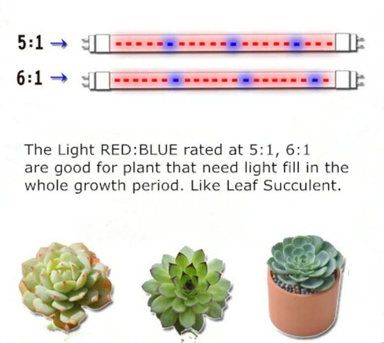 Plant Growth RED:BLUE /660nm:460nm LED Grow Light SMD3528 240LEDs 12V 24W Per Meter Strip
