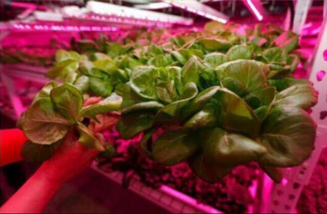 Plant Growth RED:BLUE /660nm:460nm LED Grow Light SMD5050 30LEDs 12V 7.2W Per Meter Strip